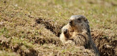 Randonnée pédestre en famille - A la rencontre des Marmottes