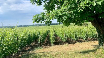 Circuit VTT Vignes et coteaux du Saumur-Champigny