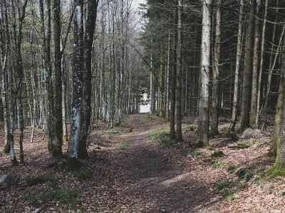 Randonnée - La forêt de Chirgoutte