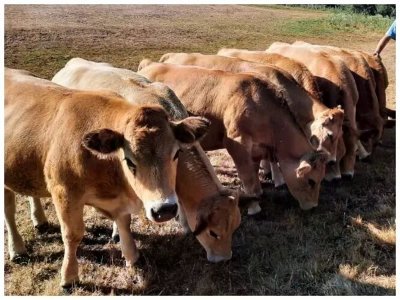 Domaine du Charouzech - Visite commentée de la ferme