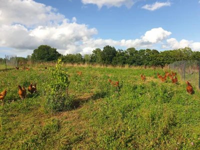 La Ferme de Murols - le safran de Murols