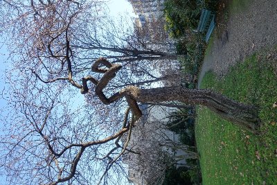 Jardin de l'hôtel Salomon de Rothschild
