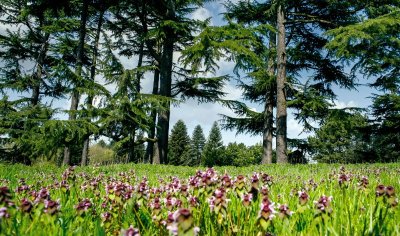 Arboretum de Versailles-Chèvreloup - Muséum national d'histoire naturelle