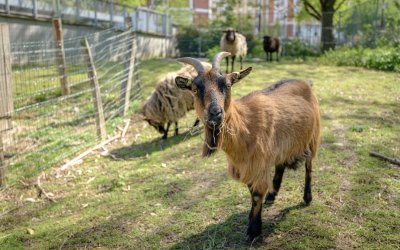 Ferme urbaine René Binet