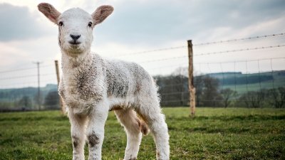 La p’tite ferme de la Goutte d’Or