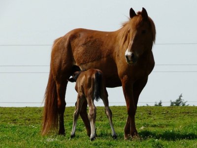 Centre équestre de plein air de pied Bercy