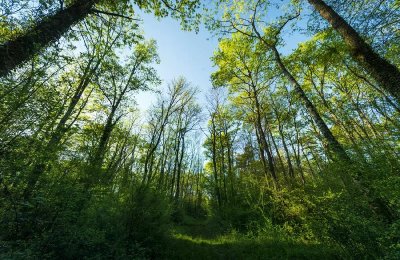 Promenade à pied en famille au cœur de la forêt de la Laurentière