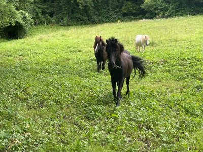 Balade à poney au Bout du Monde - Les destriers du Bout du Monde