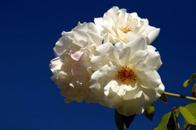 Le Jardin d'Alcinoos