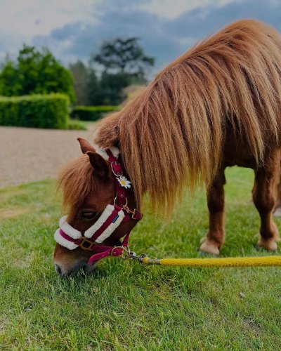 Balades à poney à la Ferme pédagogique Agri'Kids à Jarzé