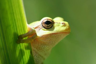 Balade pédestre en famille dans la réserve naturelle régionale des étangs de Mépieu