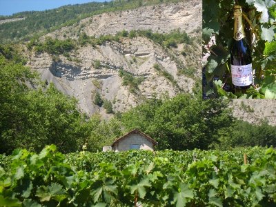 Visite Guidée - Cave Lantheaume Patrick