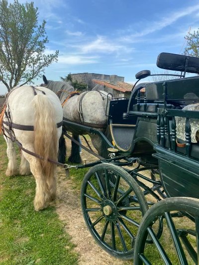 Les visites hippomobiles Bourgoin Cognac