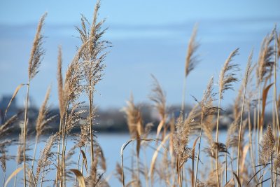 Route de la Corniche fleurie