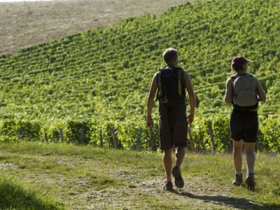 Balade dans les vignes en minibus - Champagne Domi-Moreau