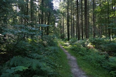 BRAIN-SUR-LONGUENEE - CIRCUIT DE LA FORÊT DE LONGUENEE