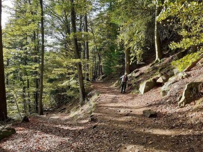 Circuit A l'assaut du Haut-Koenigsbourg par le col du Schaentzel