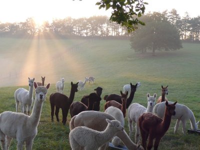 Alpagas du Quercy
