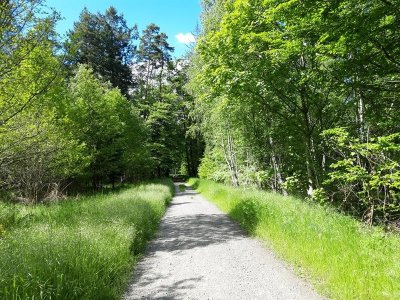 Forêt domaniale de la Grande Saule