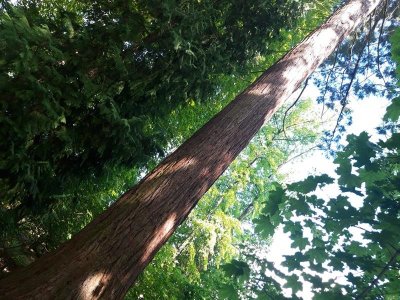 Séquoias géants de la Houve