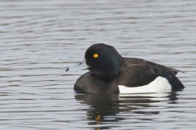 Lac du Brayssou - Pêche et randonnée pédestre.