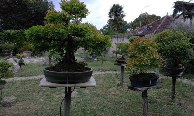 Jardin de bonsaïs