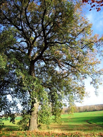 HALLE & ARTS : EXPO DE PEINTURES