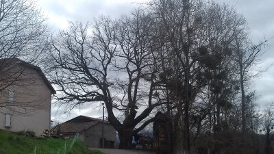 LE CHENE DES BOURDALATS