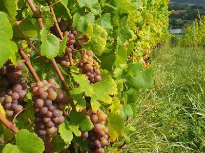 Parcours ludique - La quête viticole de Paul