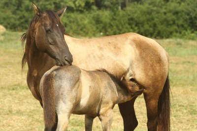 Ecurie de Bordeneuve