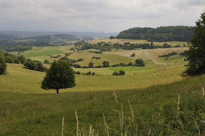 Pâturages et Forêts