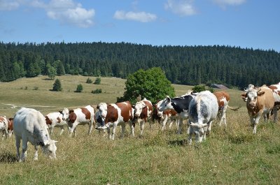 Prés-bois des Bâties