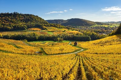 Le Vignoble du Château-Chalon