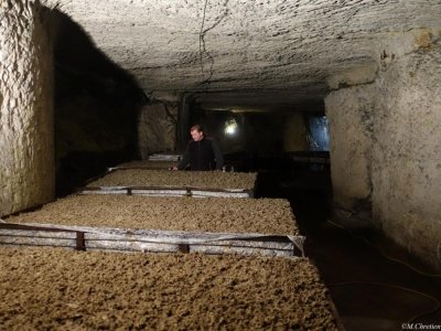 La champignonnière d'Orbec