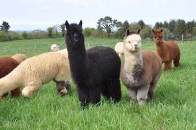 Alpagas du Rompay