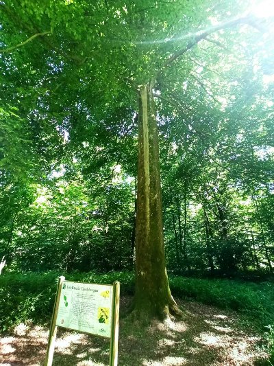 Le Chêne Saint Pierre