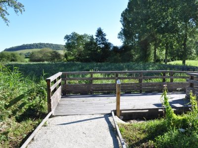 Roselière de Normanville