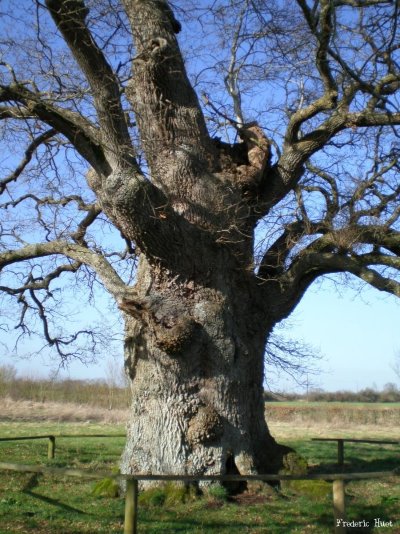 Chêne de la Lambonnière