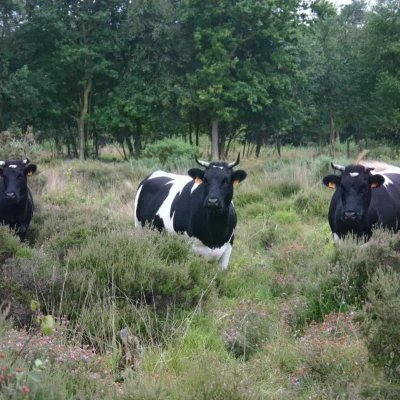 Le Bois des Communes