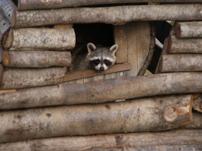 Le Chêne de l'Aiglon en forêt d'Ecouves