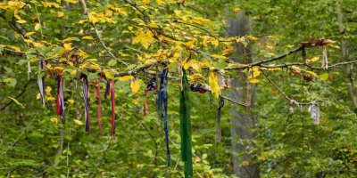 Les Arbres de la Mare Tonne