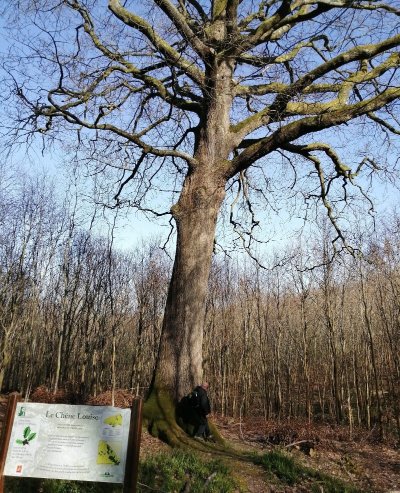 Le Chêne Louise