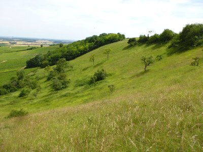 Pelouses calcicoles du Neufchâtelois
