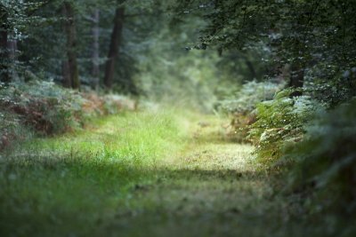 Forêt de Jumièges