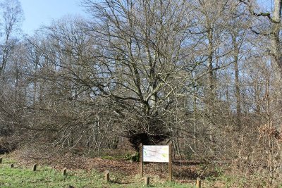 Le Hêtre à Broussins