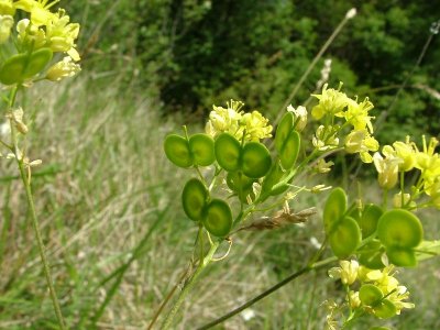 Espace Naturel Départemental : le sentier de la Biscutelle