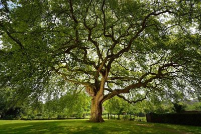Les platanes remarquables de l'Aigle