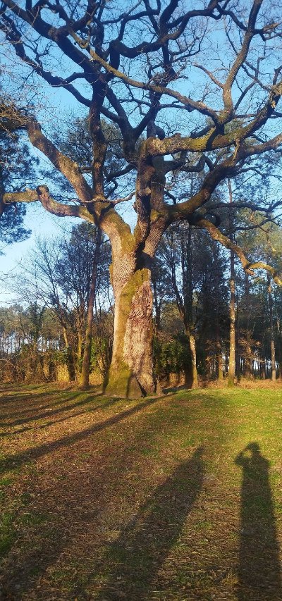 Le Chêne Saint Paul