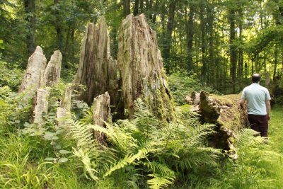 Les insolites de la forêt d'Eu