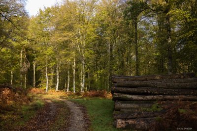 Forêt domaniale de Brotonne